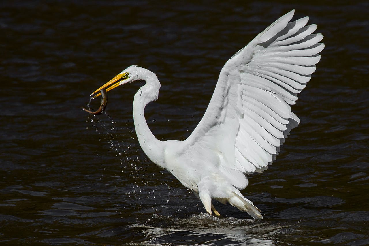 the-white-heron-wilderness-magazine