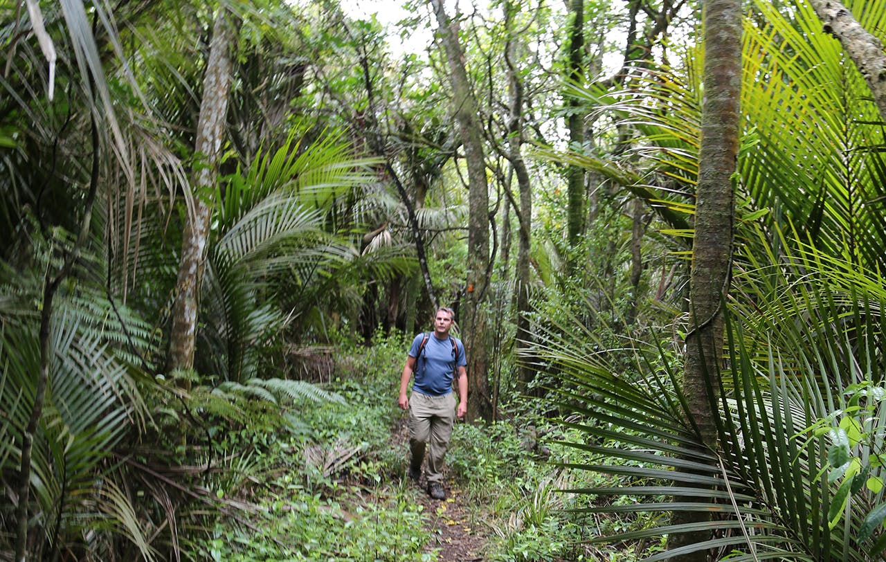 The Hakarimata Walkway is a rough ground trail but the bush is beautiful. Photo: Alistair Hall
