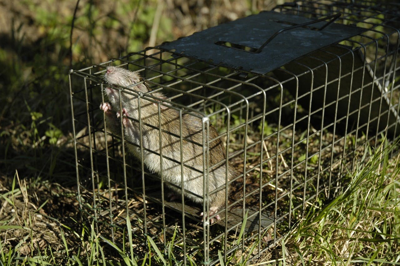One rat in a trap, several million to go. Photo: Paul Stainthorp via flickr
