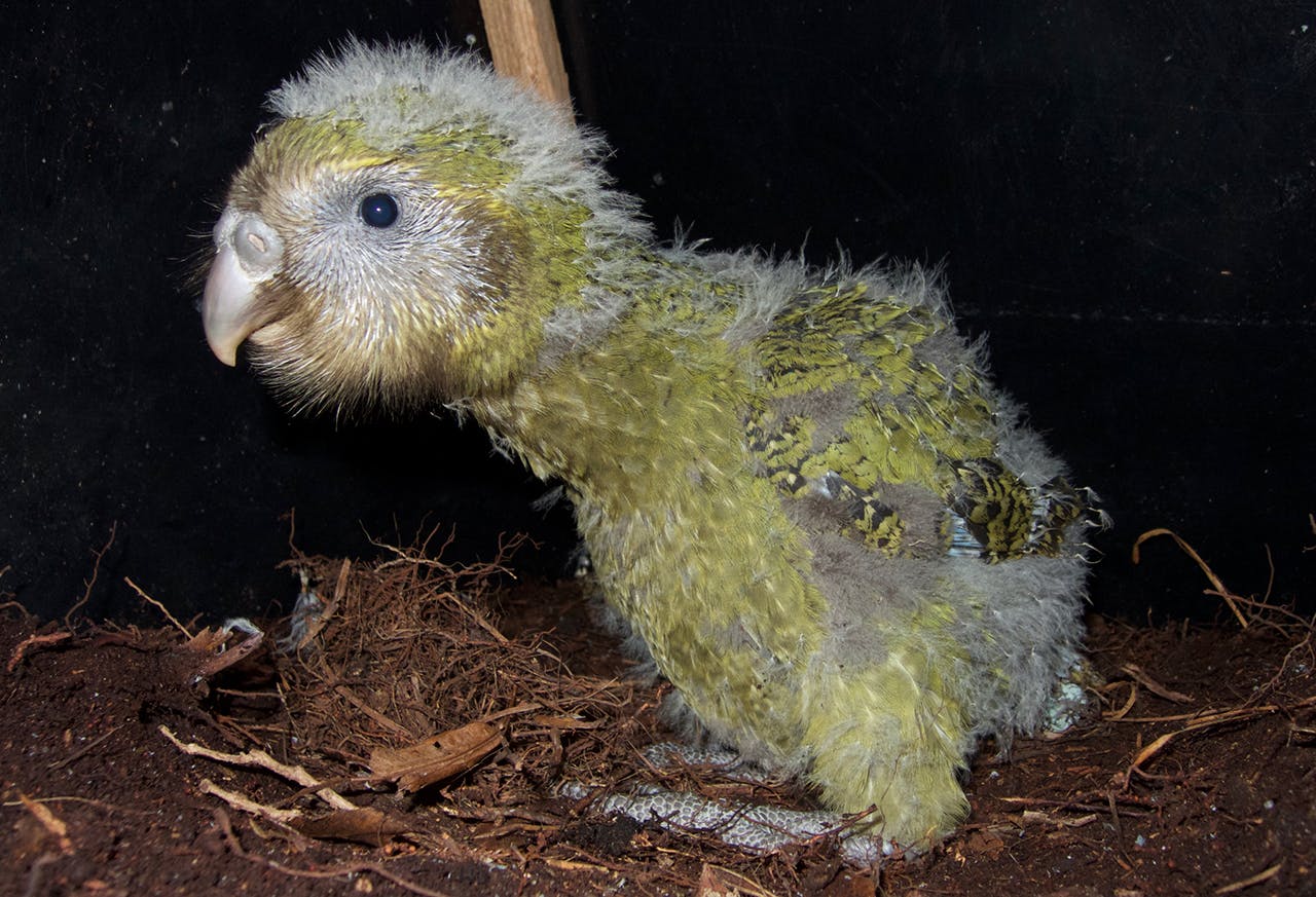 One of 34 kakapo chicks to survive the this season. Photo Andrew Digby/DOC