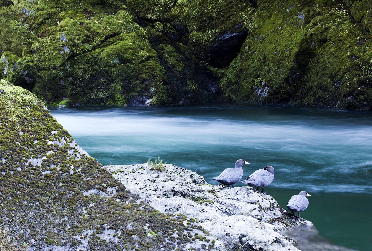 The Wangapeka River is a security site for the threatened whio. Photo: Ray Salisbury