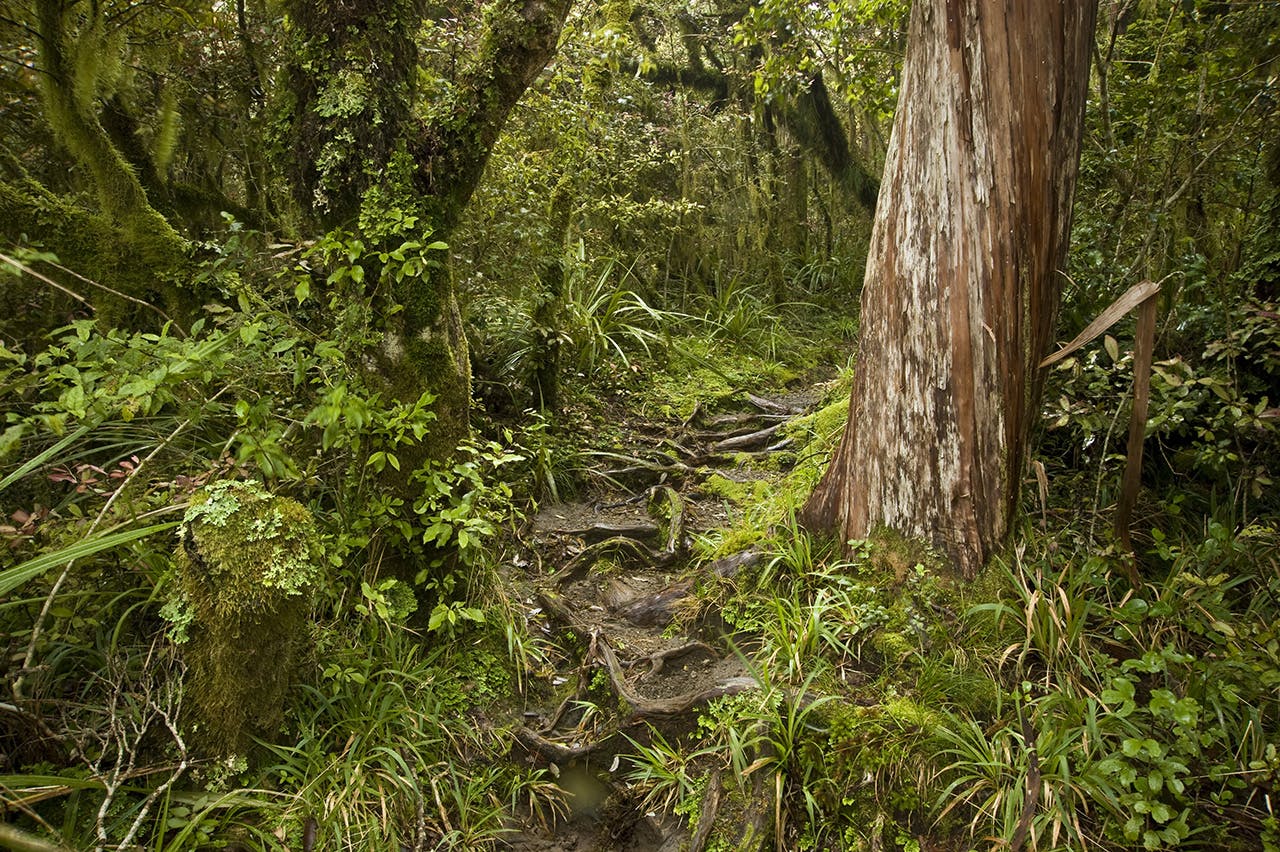 Goblin forest on the Maketawa Track. Photo: Shaun Barnett/Black Robin Photography
