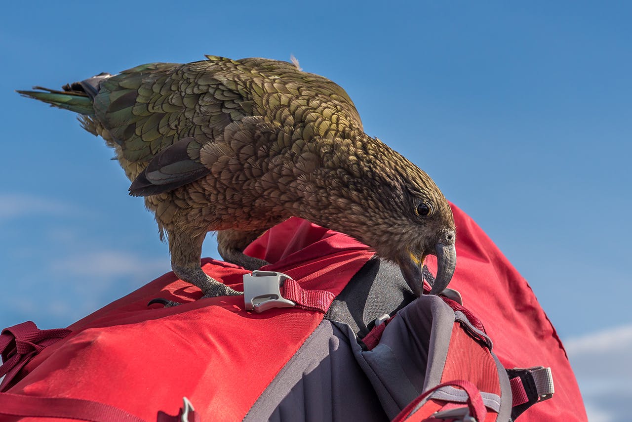 Kea are notorious for picking apart stray backpacks. Photo: Danilo Hegg