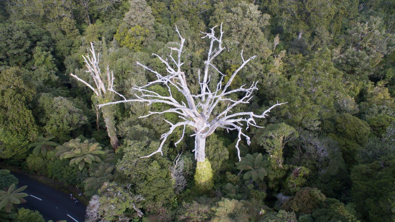 Kauri dieback is much more visible from above than below. Photo: Toby Ricketts