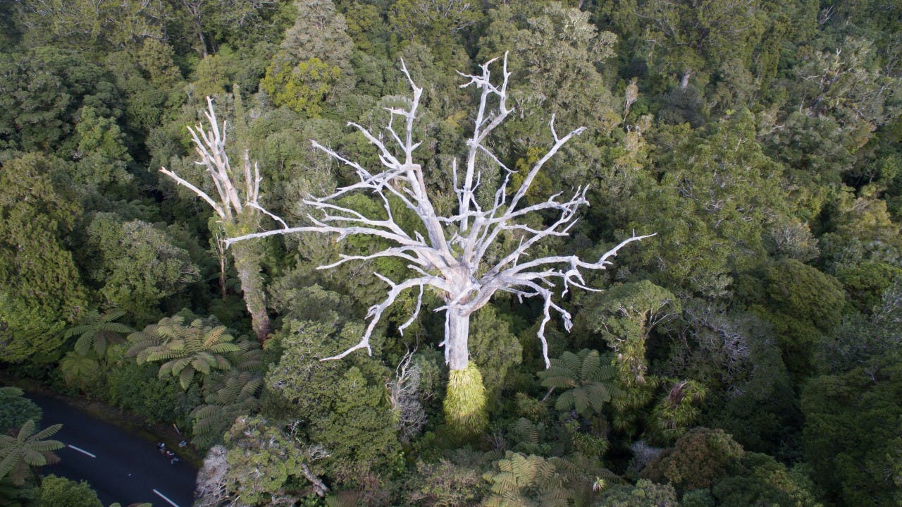 Kauri dieback is much more visible from above than below. Photo: Toby Ricketts 
