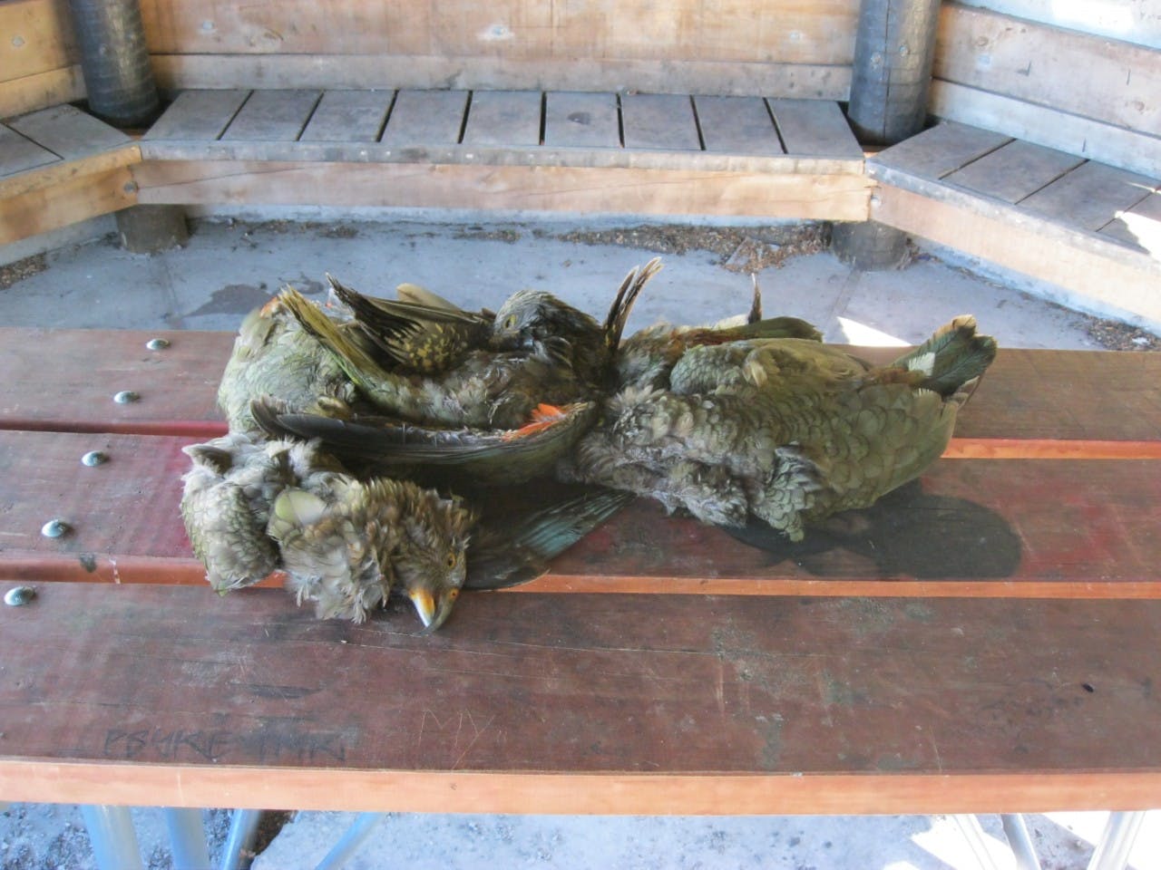 Two kea shot to death in Arthur's Pass National Park. Photo: Kea Conservation Trust