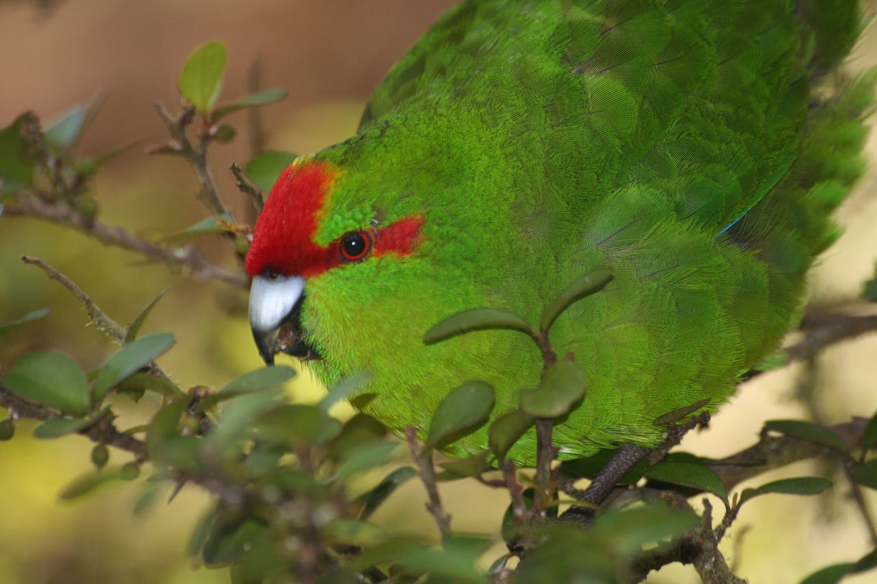 Birds like kakariki are making a tentative comeback two years after a 1080 poison drop in Tararua forest Park