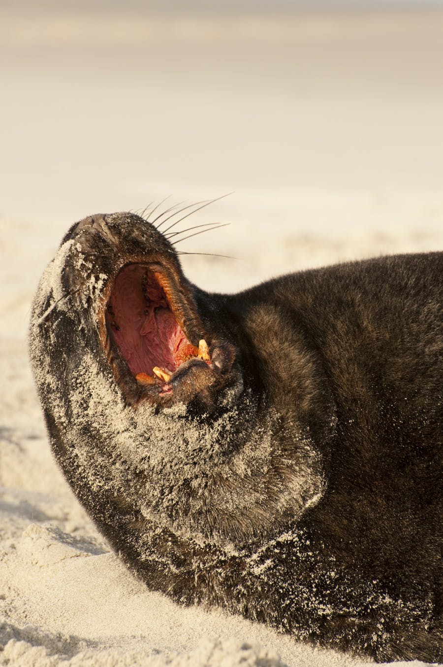 Wild Personalities: Sea Lion