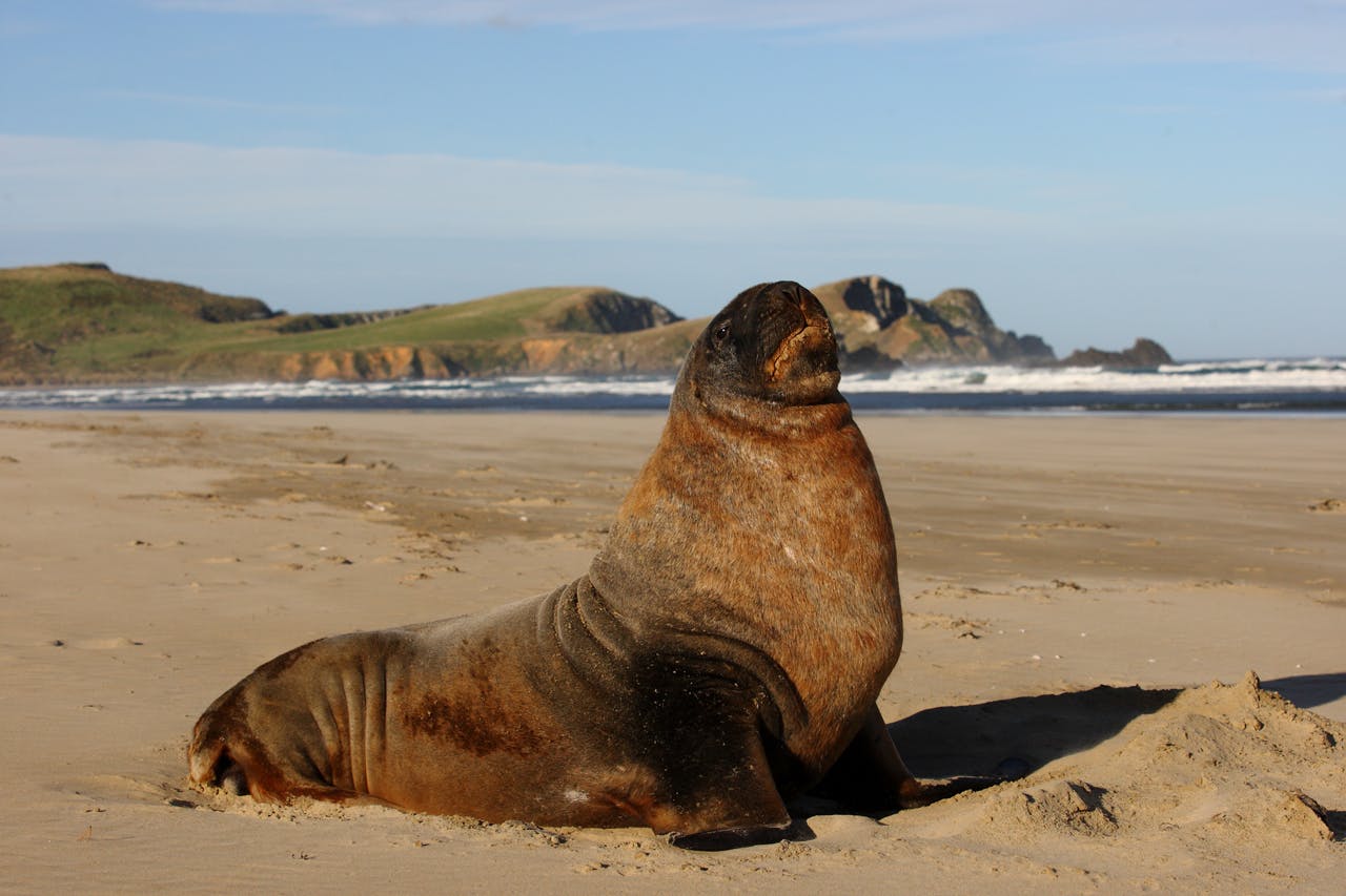 Wildlife like New Zealand fur seals are a major drawcard to the Catlins
