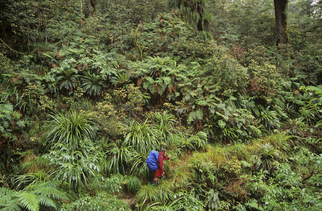 Tramping the Lake Waikareiti. Photo: Shaun Barnett