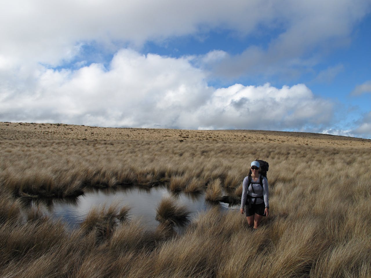 Pleasant travel on tussock tops on the Ruahine Range. Photo: Richard Davies