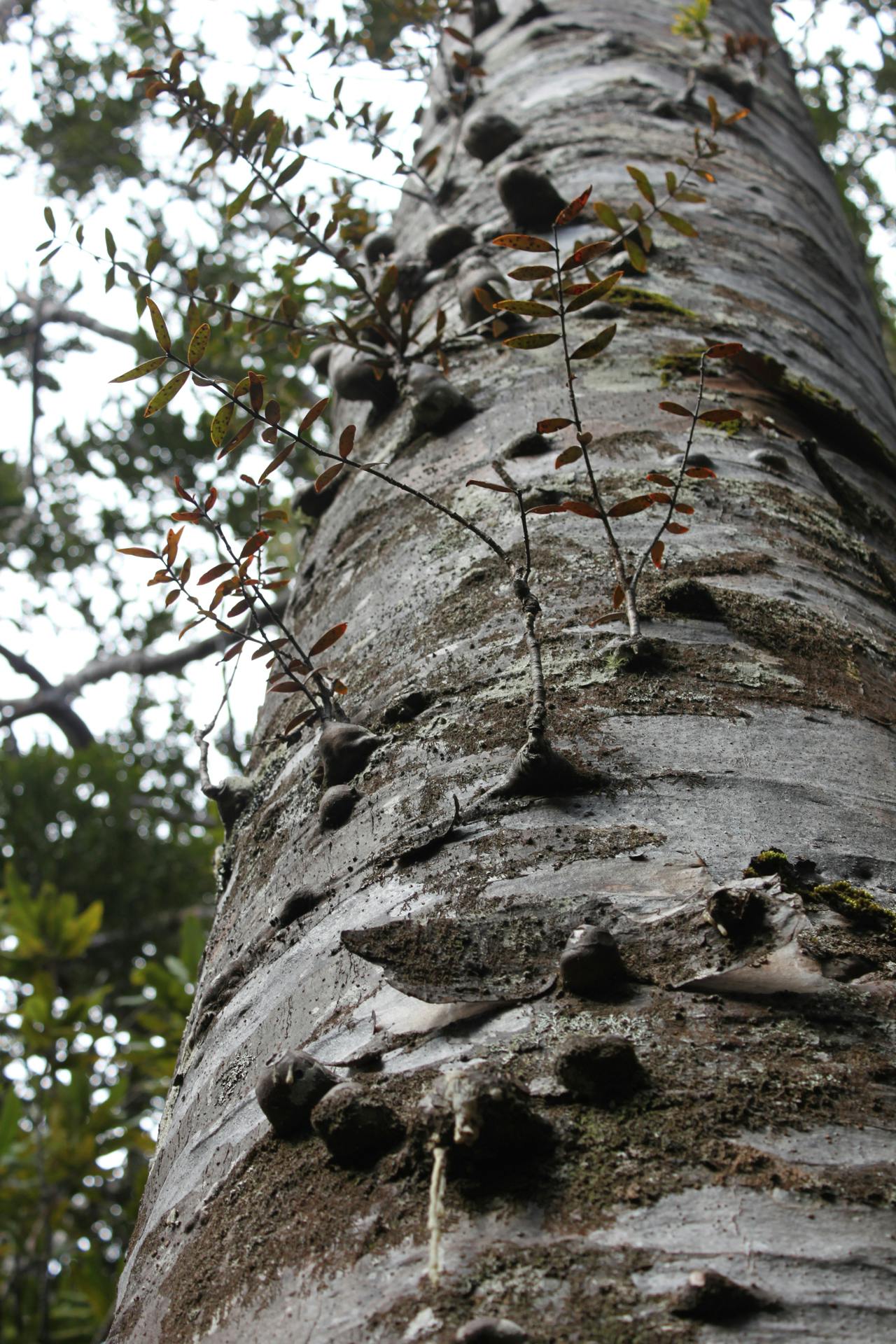 Looking up a kauri tree with some unusual nodules