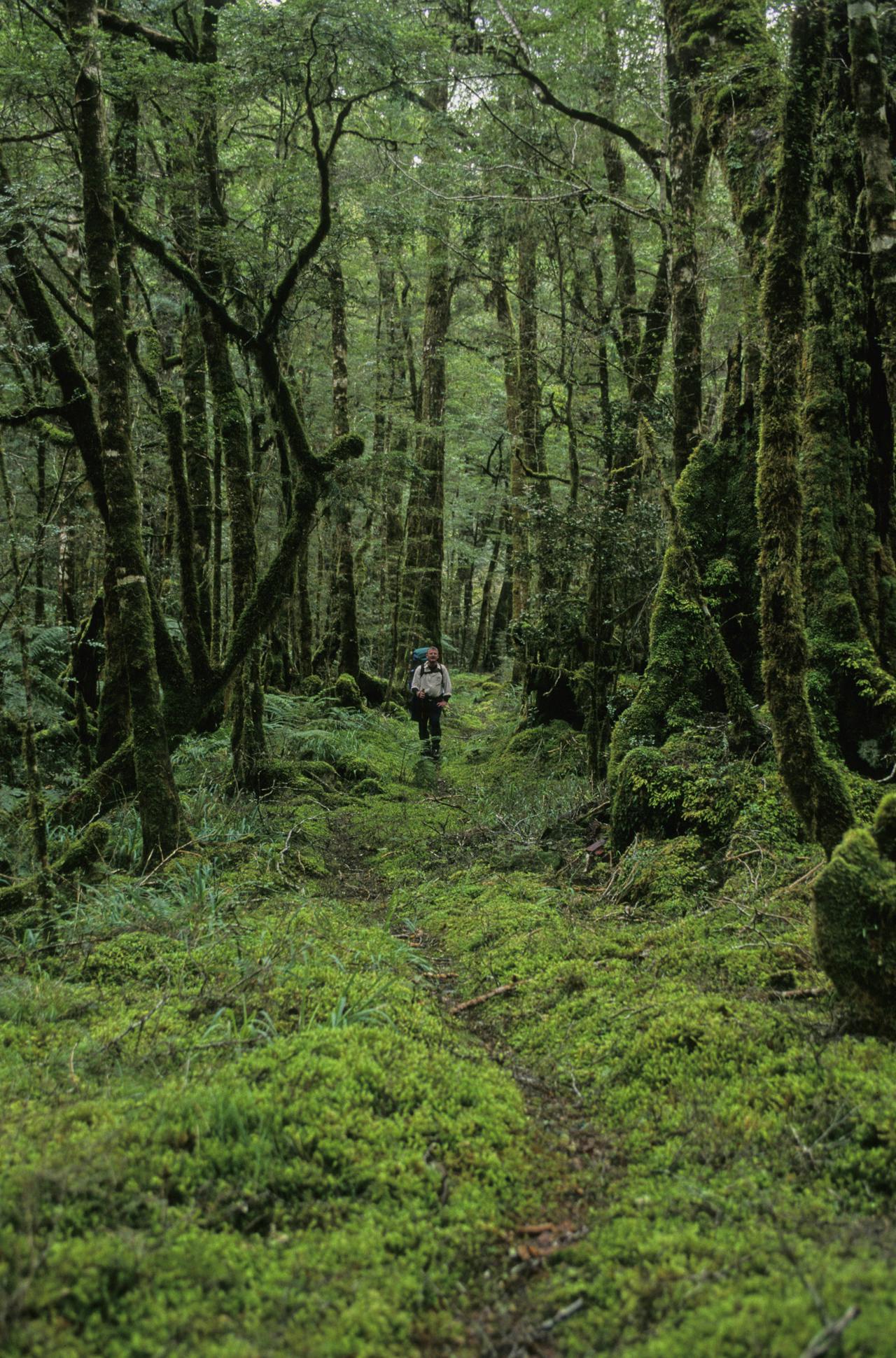 On the forested track to Kirwans Hut