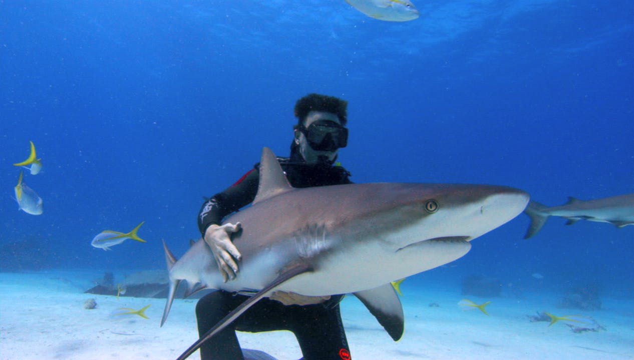 Sharkwater