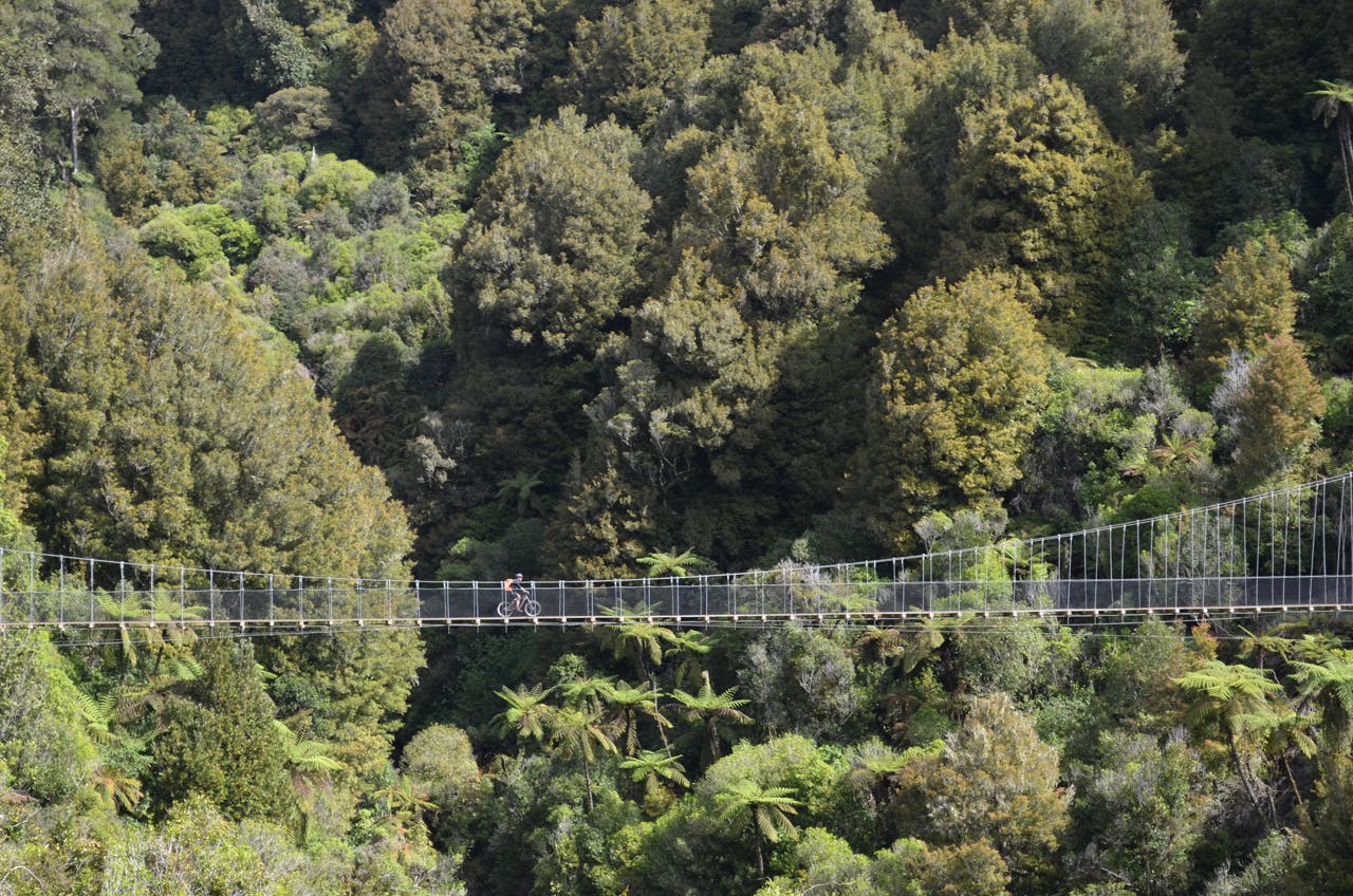The 77km Timber Trail includes gnarly bridges and 800-year-old trees. Photo: Jonathan Kennett