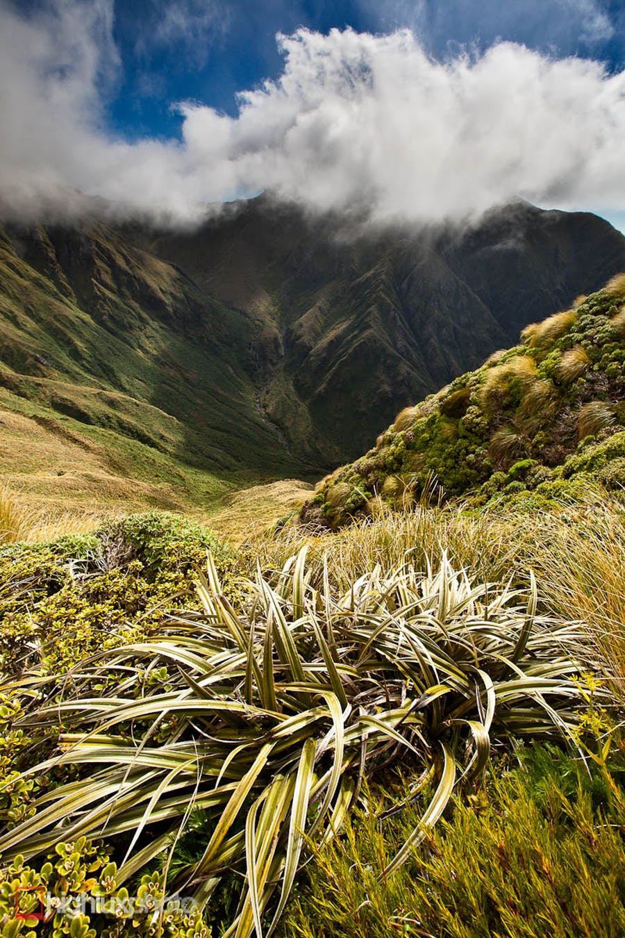 Mitre (1571m) the Tararua's highest peak. Head of the South Mitre Stream