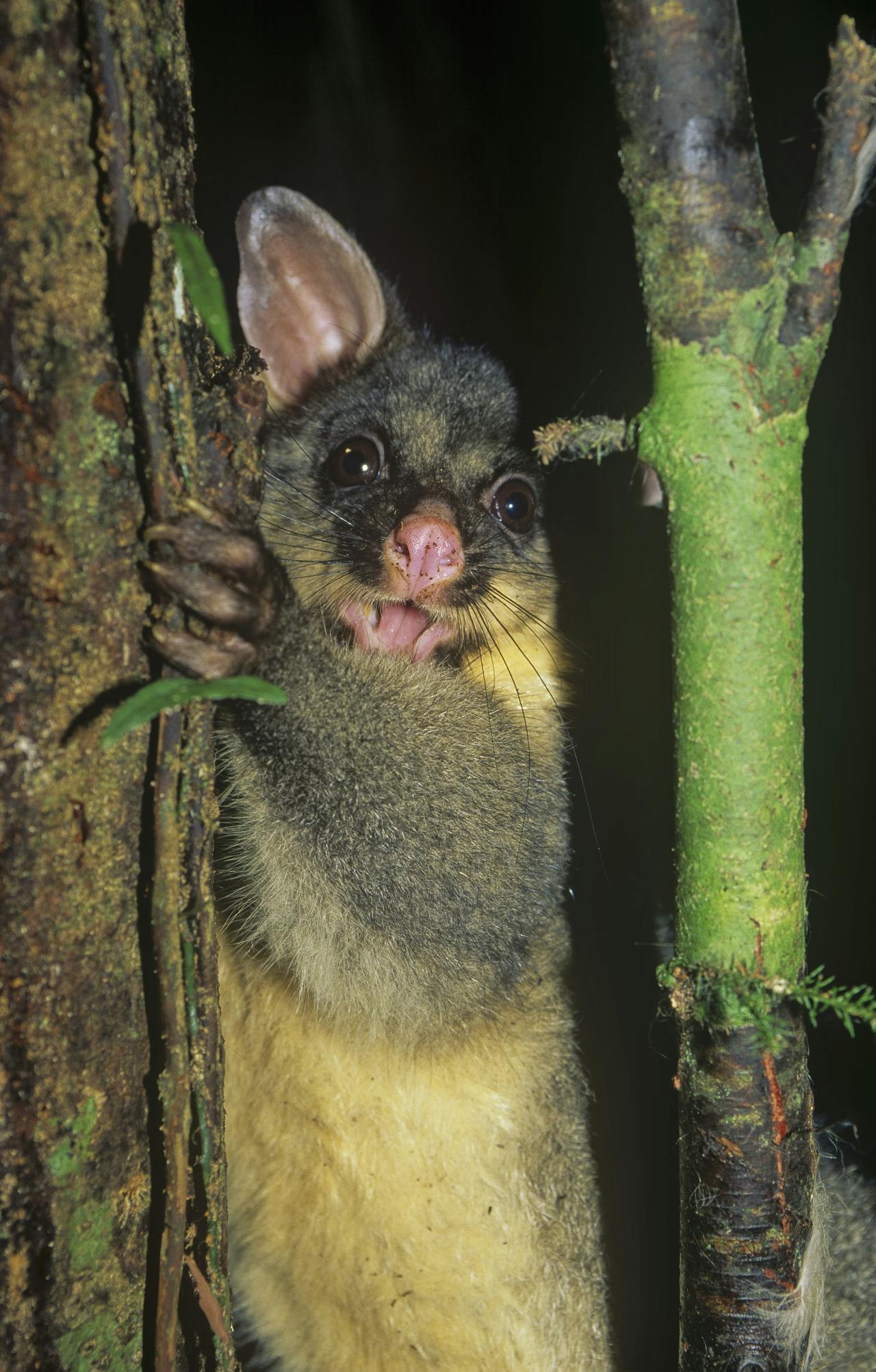 Possum, Moetoa Forest, King Country. Photo: Shaun Barnett