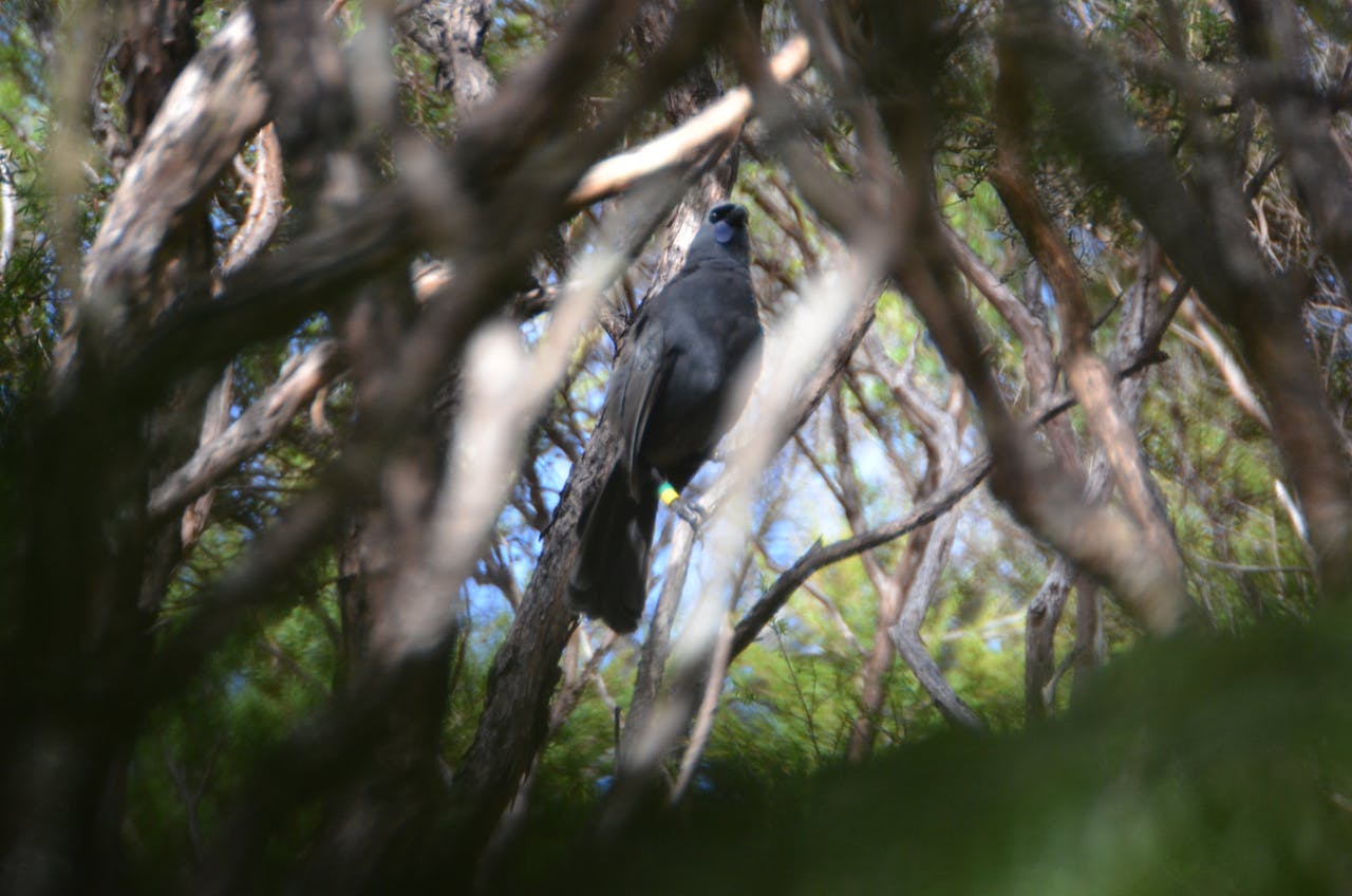 Volunteers keen to help control mammalian pests to go off track to look for birds like kokako and to check stoat, rat and possum traps