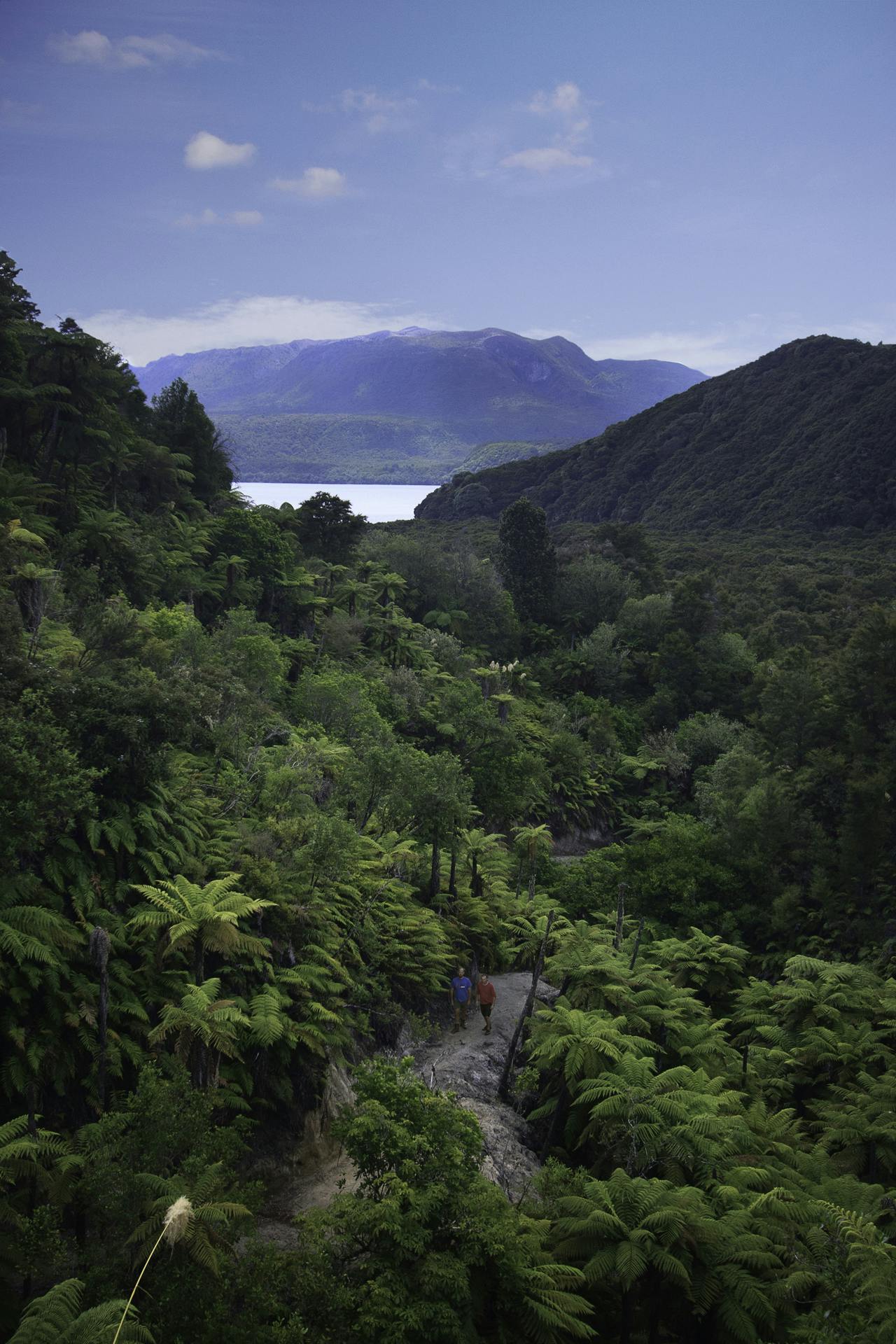 The track around Lake Tarawera us being built to Great Walk standard