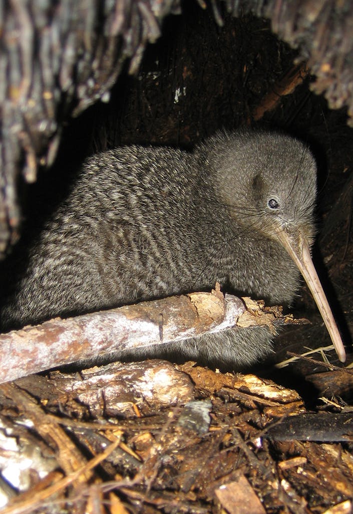 There are currently an estimated 68,000 kiwi in New Zealand. Pictured is a little spotted kiwi. Photo: Andrew Digby/DOC