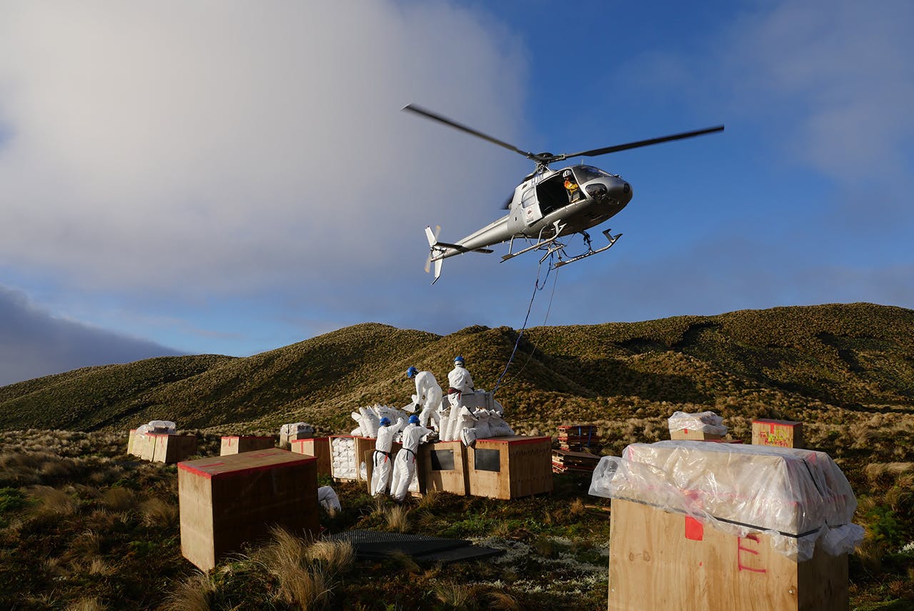 The Million Dollar Mouse operation on the Antipodes Islands is the largest pest-eradication programme undertaken so far. Photo: Stephen Horn