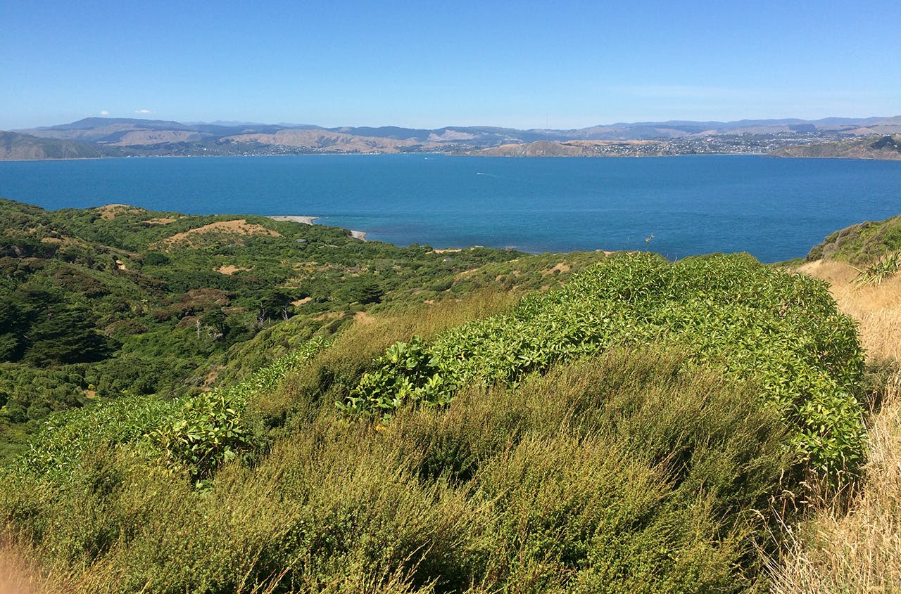 View back to the mainland. Photo: Gillian Candler