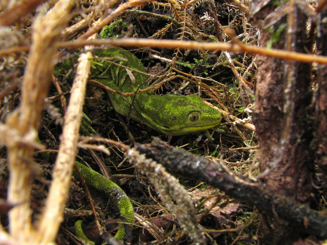 The Mt Mantell area is the meeting place of two green gecko species, the West Coast green gecko and the Nelson green gecko. Photo: Steuart Laing