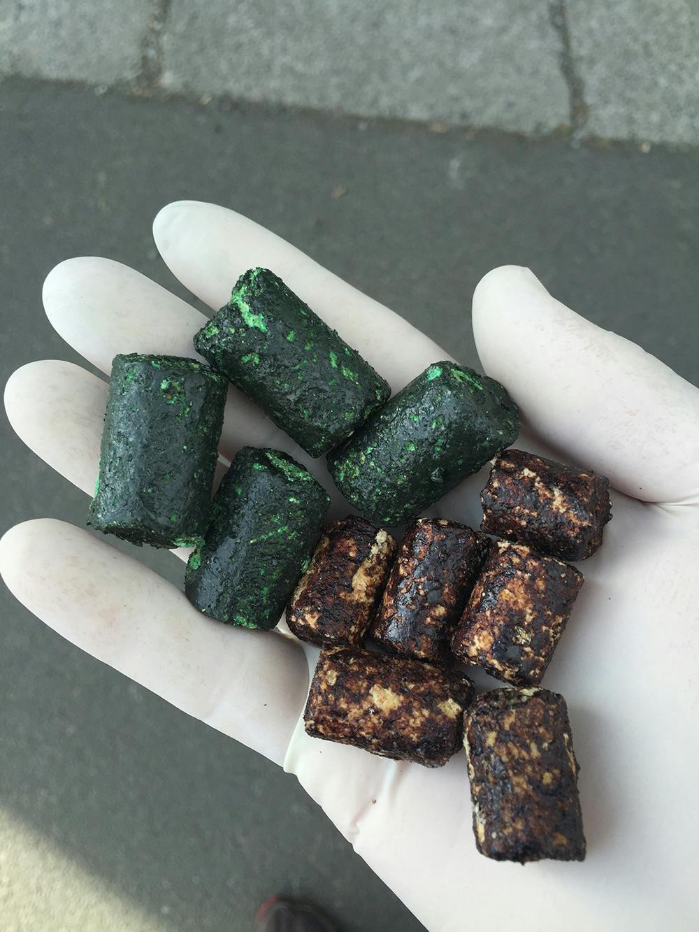 Non-toxic bait that looks very similar to the green 1080 pellets is dropped prior to an operation to get predators used to eating the pellets. Photo: Supplied