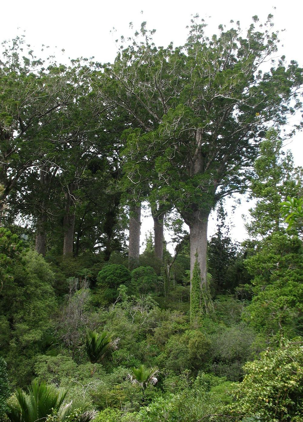 The Kauri Grove has some fine specimens. Photo: Paul Rush