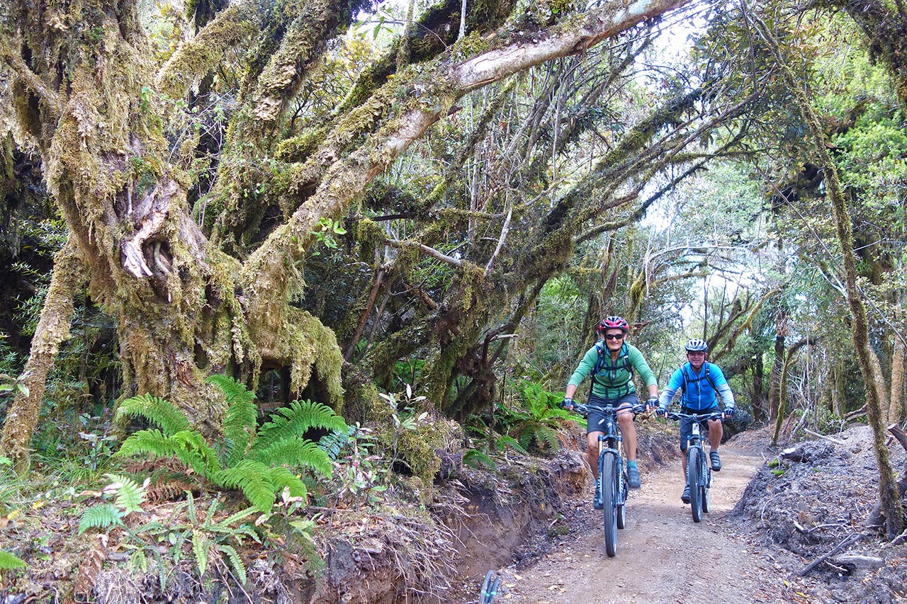 The Timber Trail passes through the stunning native forest of Pureora. Photo: Johnathan Kennett