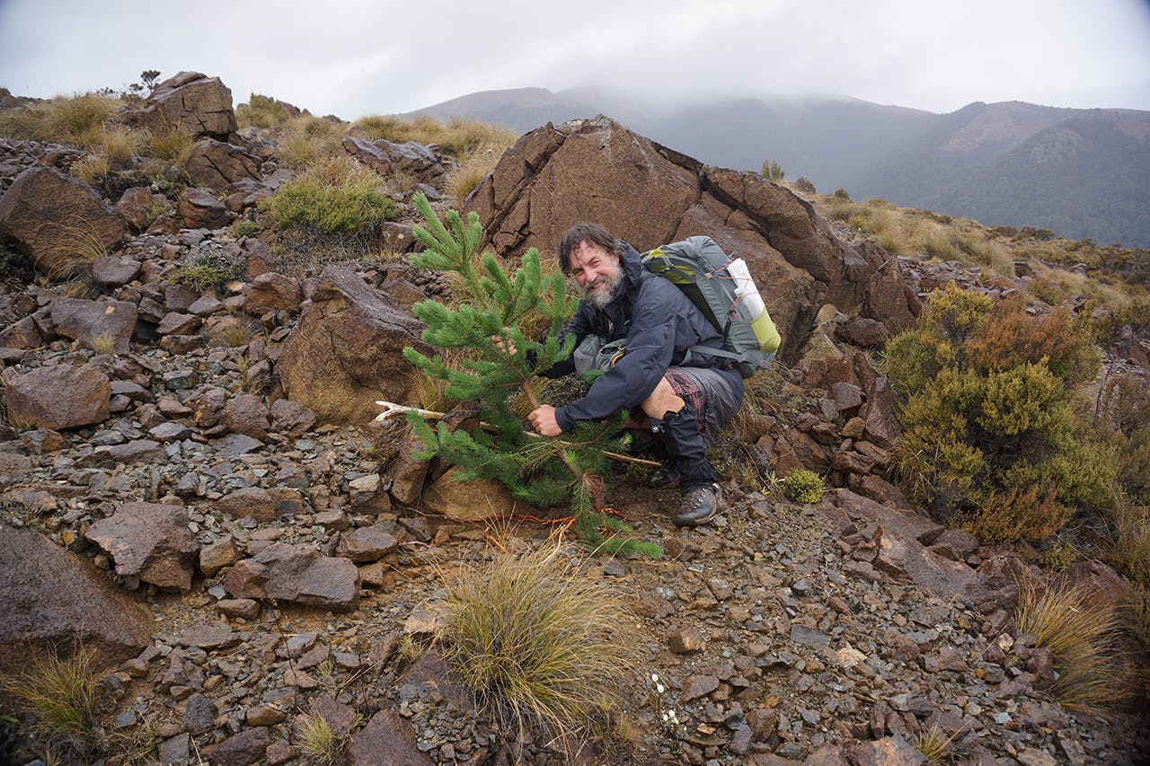 Anthony Behrens of the Palmy Pine Pulling Posse is determined to do his bit to remove the invasive trees from the backcountry. Photo: Anthony Behrens