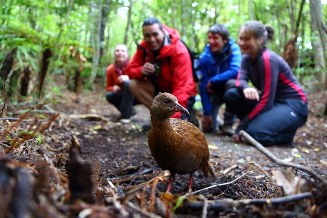 Weka and other native birds can be seen. Photo: Stewart Island Promotions