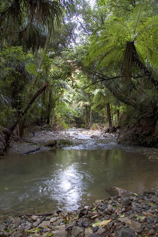 Nearby Catchpool Stream. Photo: DOC