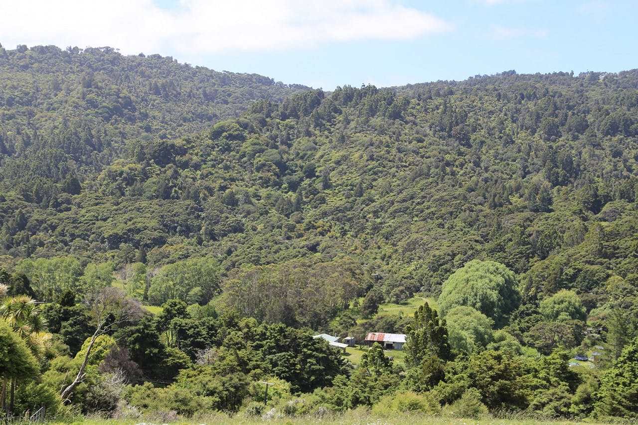 There are three walking tracks in the reserve. Photo: Meghan Walker