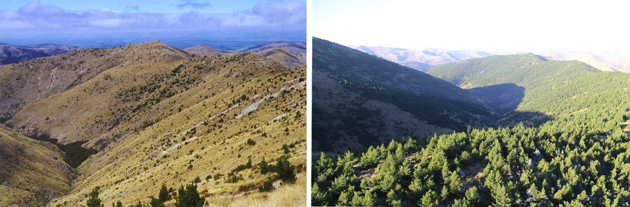 It’s easy to see why some describe the wilding pine problem as a tidal wave in these two photos from Mid Dome taken in 1998 (left) and 2015