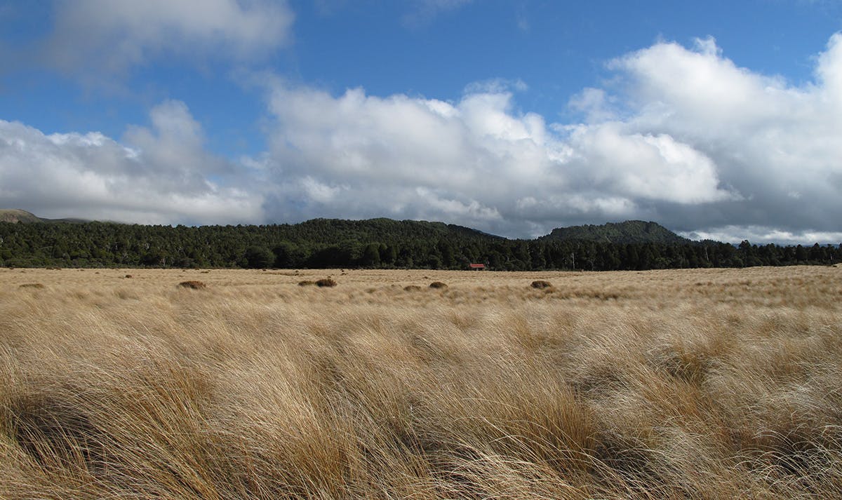 The tussocky Mangaohane Plateau from Ruahine Corner Hut. Photo: Richard Davies