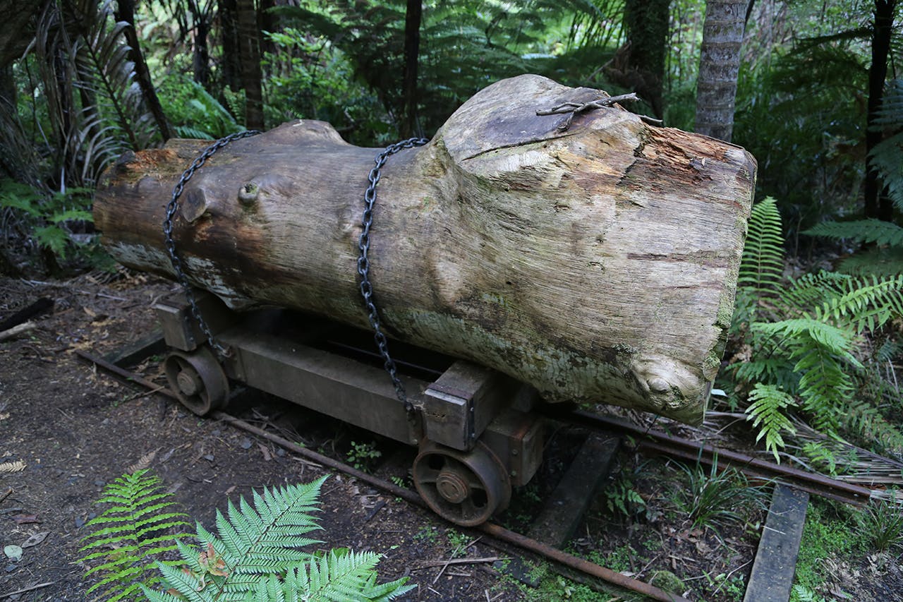 A reminder of the Waitakere Ranges’ logging history. Photo: matthew Pike