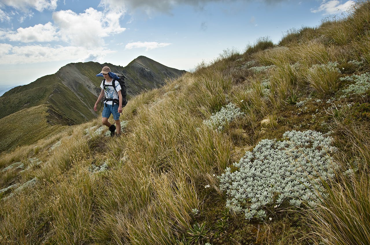 On the tops, heading to Ranioteatua with Three Johns behind. Photo: Shaun Barnett/Black Robin Photography