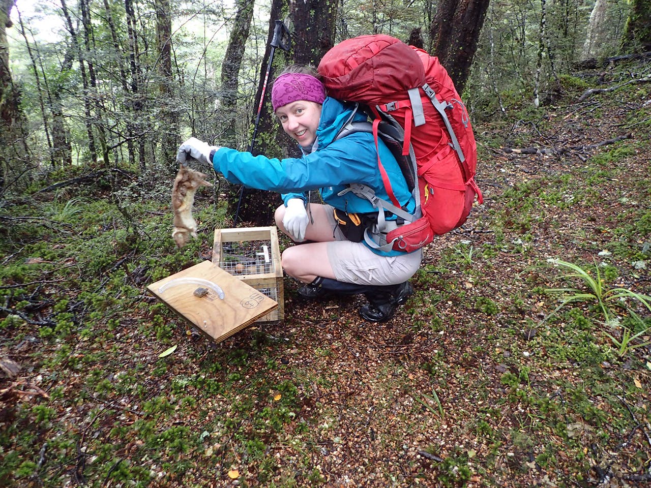 Checking the WTMC’s Aranga Junction trap line. Photo: Supplied