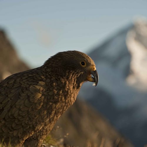 Birds To Watch Out For This Summer Wilderness Magazine Birds To Watch Out For This Summer Wilderness Magazine