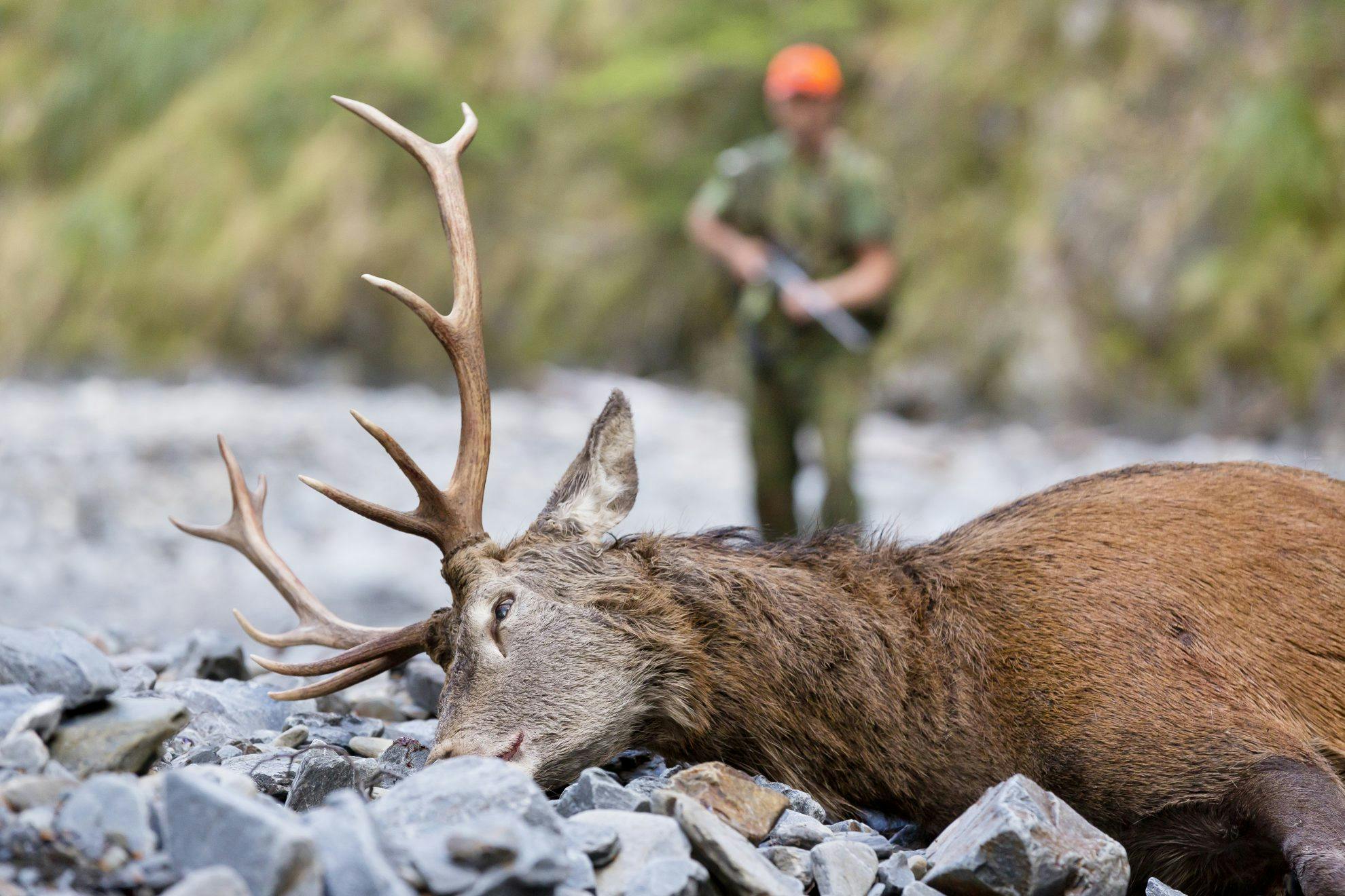 Hunting for New Zealand 1992