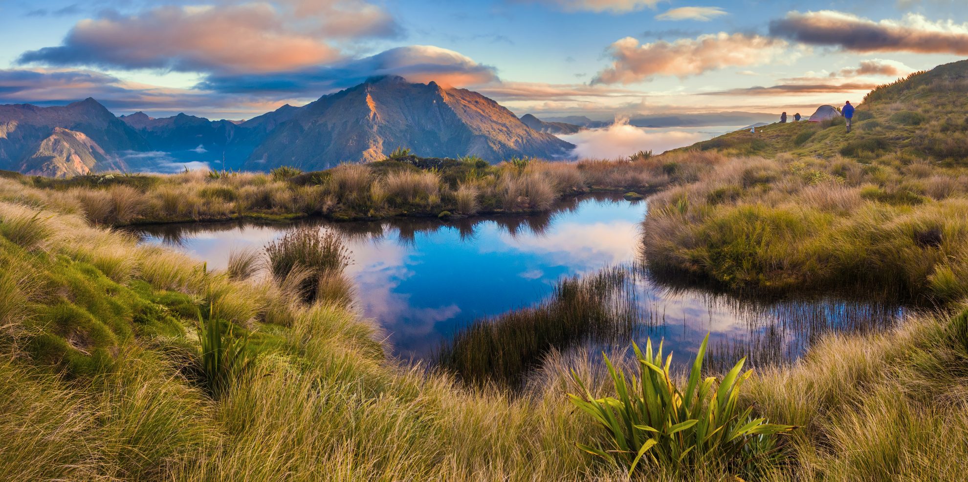 Tops nz top