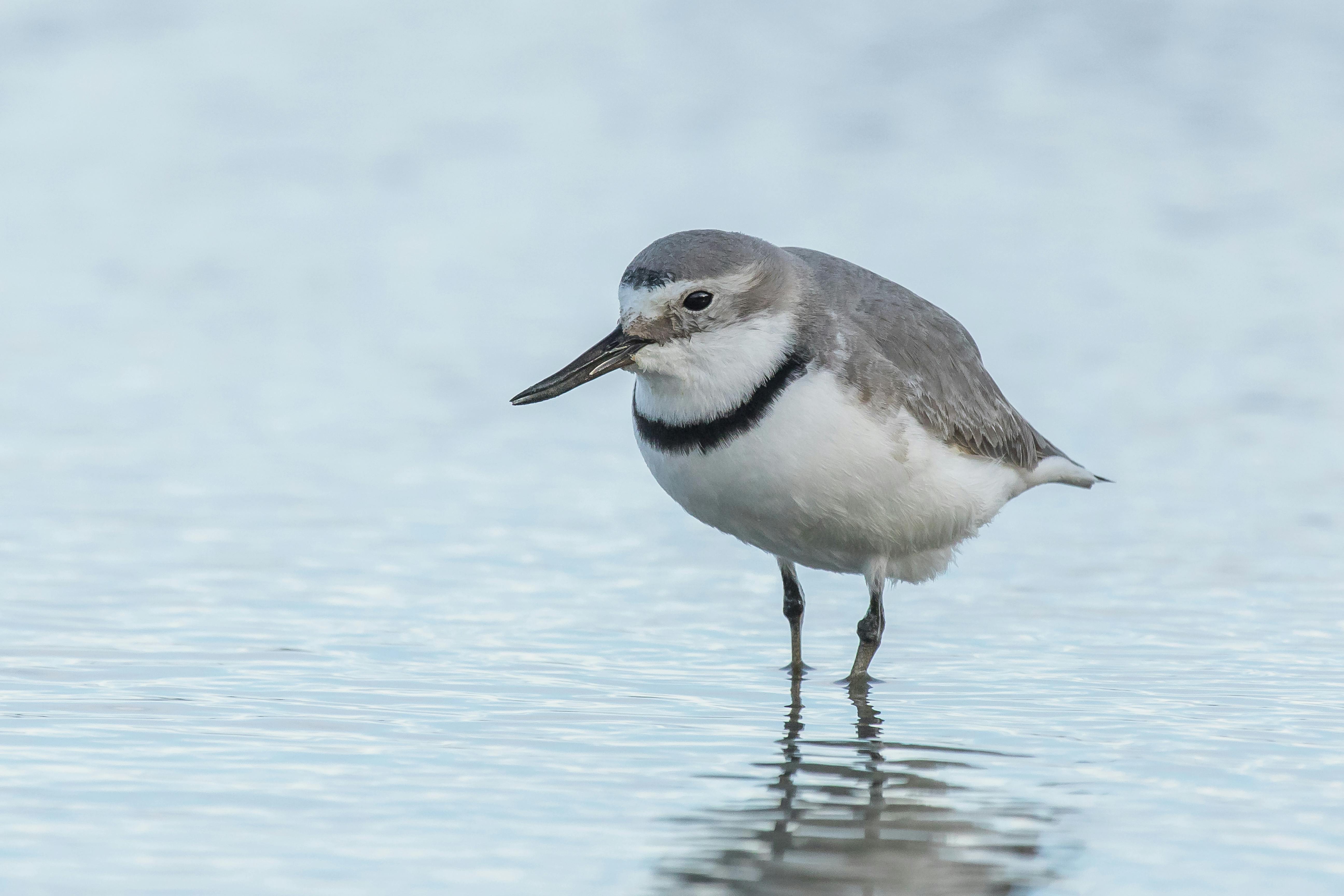 Wrybill - Wilderness Magazine