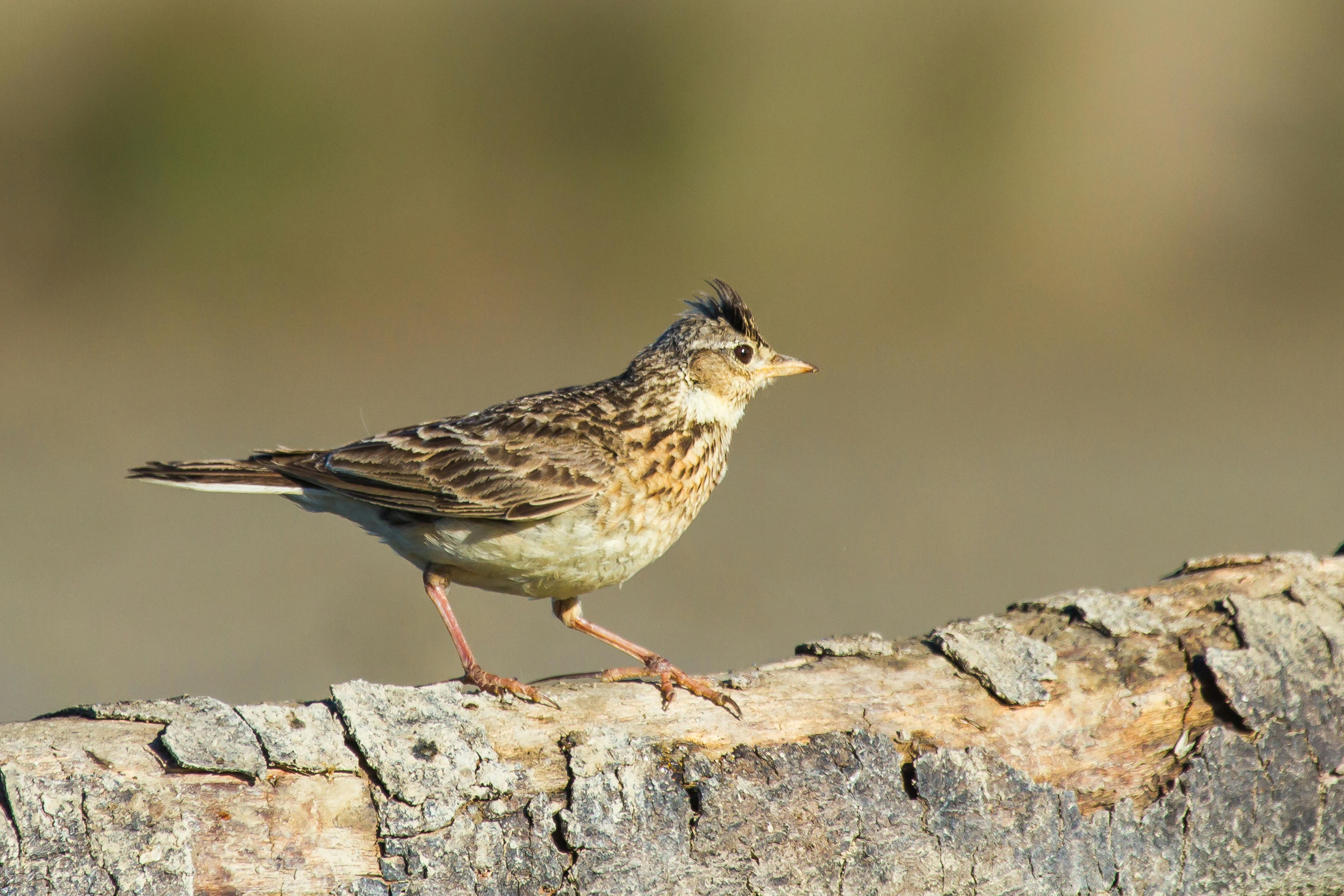 Skylark Wilderness Magazine