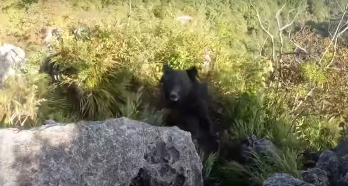 WATCH Climber Fight Off Bear Attack In Japan - Wilderness Magazine