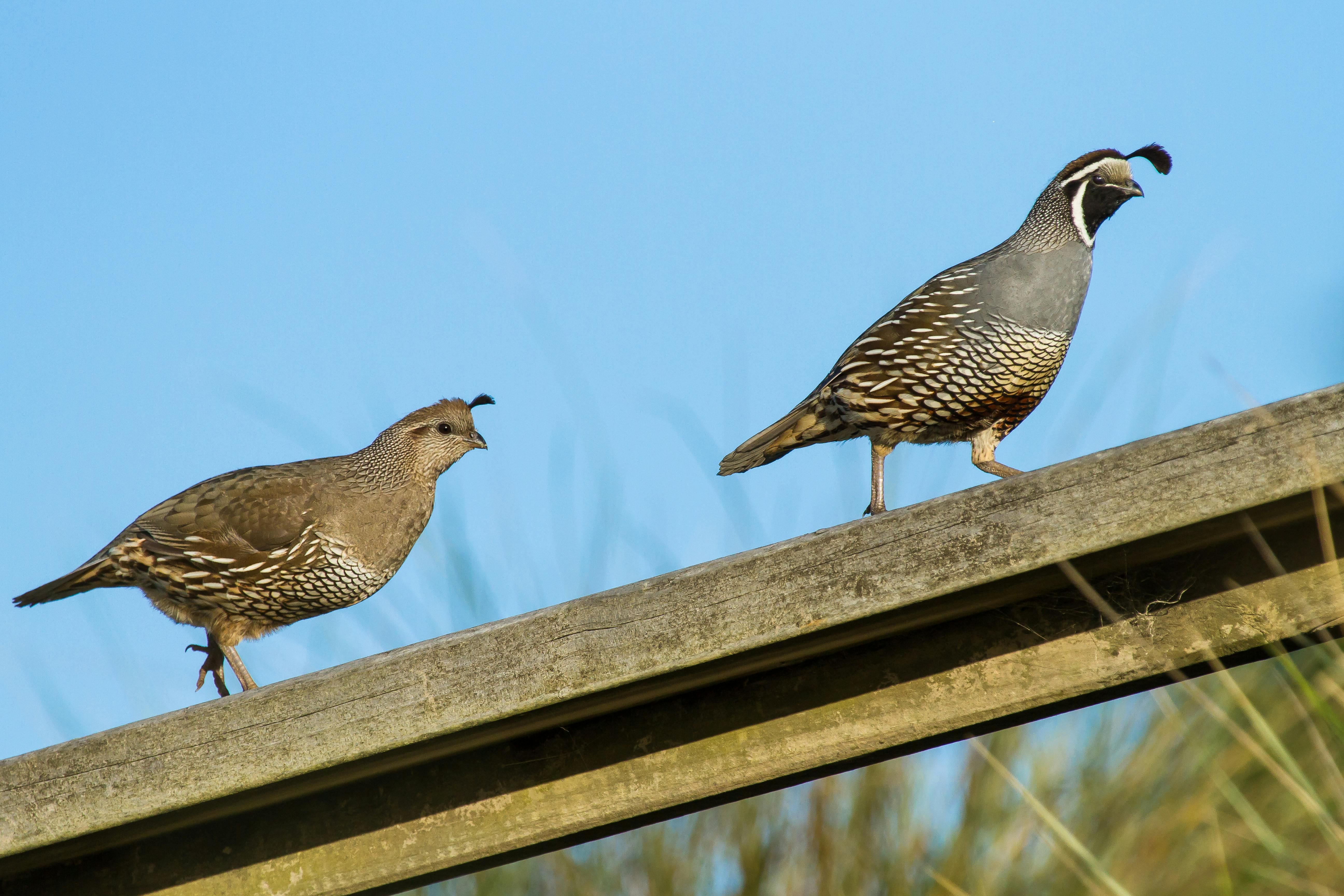 Californian quail - Wilderness Magazine